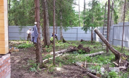 Спилить высокое дерево на участке. Сколько стоит спилить дерево?