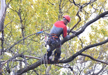 Удаление старых деревьев с применением альпинистского оборудования