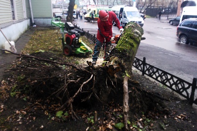 Корчевание дерева во дворе